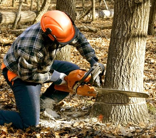 Tree Removal in Millersview, TX